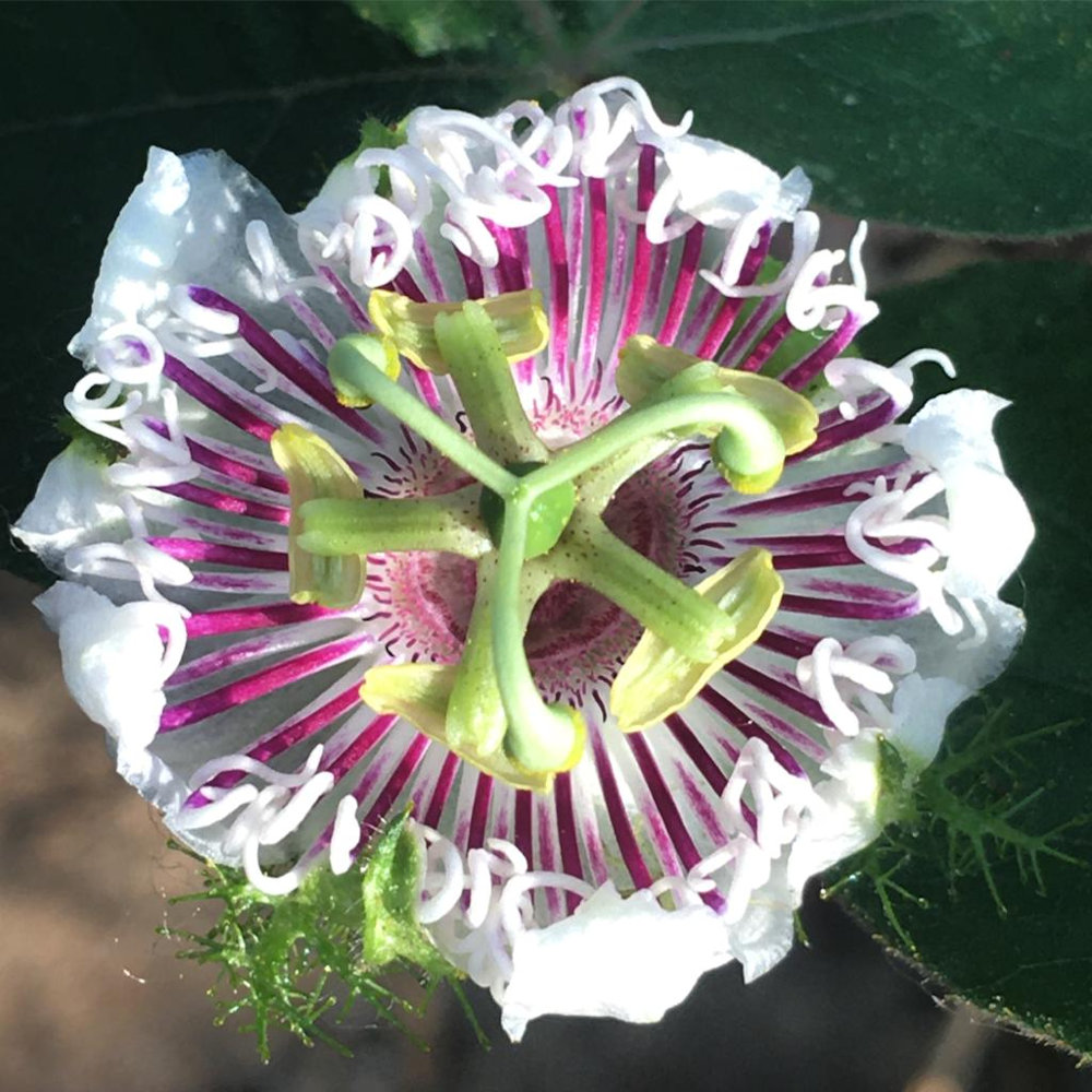 Salud y prosperidad que surge de la tierra