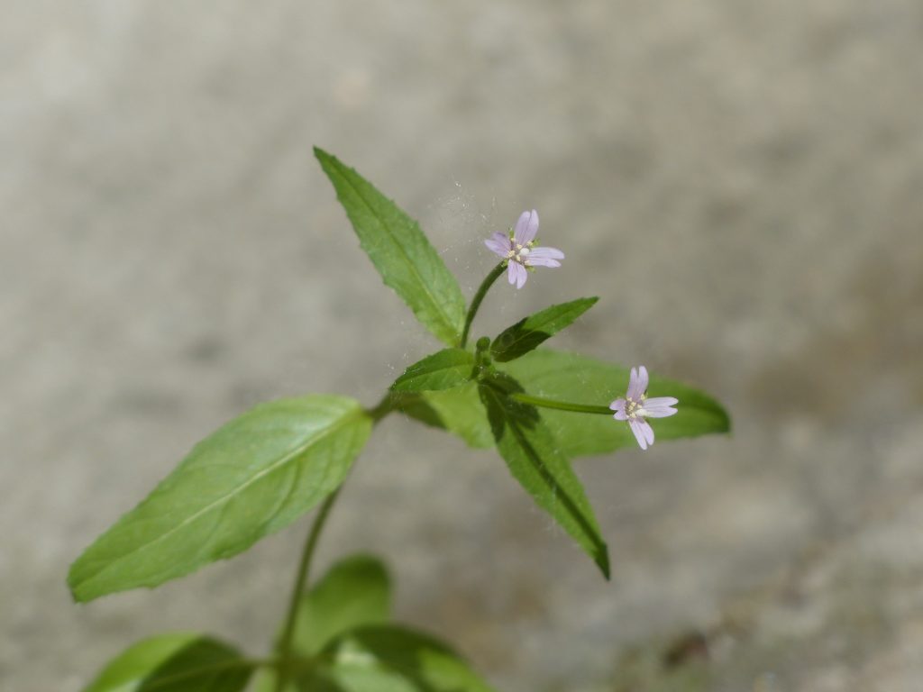 EPILOBIO PARVIFLORUM