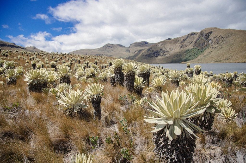 LOS FRAILEJONES: GUARDIANES DE LA VIDA